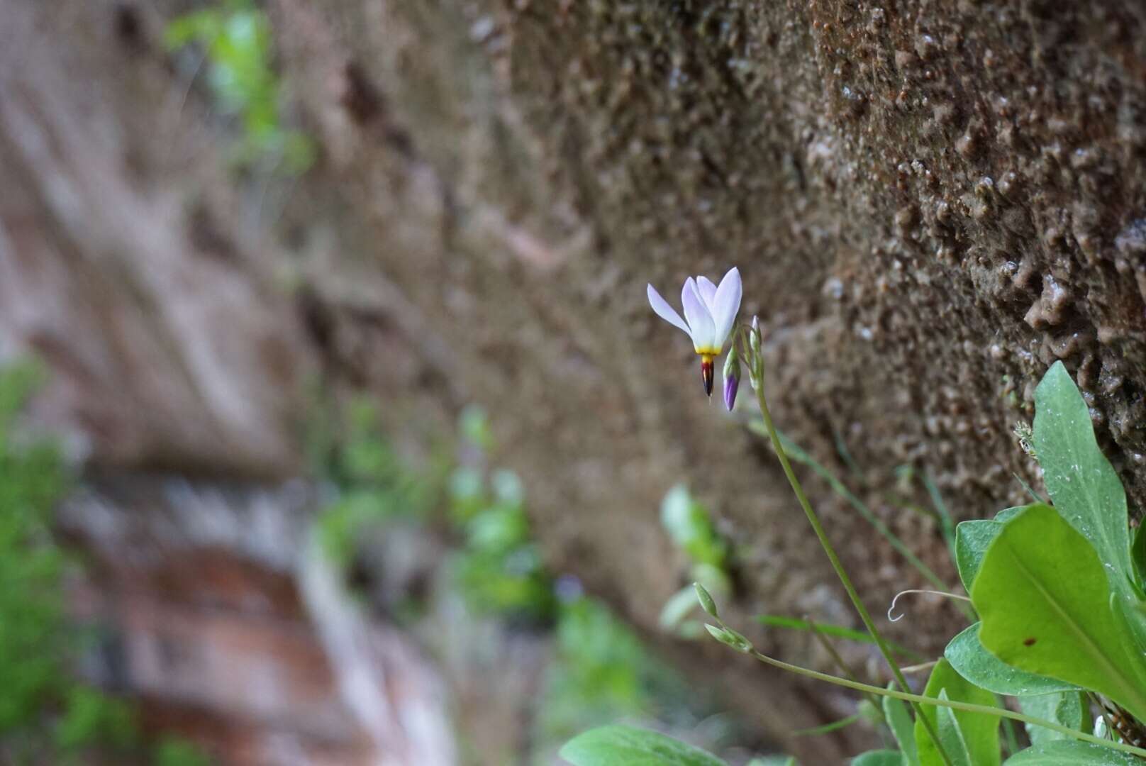 Plancia ëd Dodecatheon pulchellum var. zionense (Eastw.) S. L. Welsh