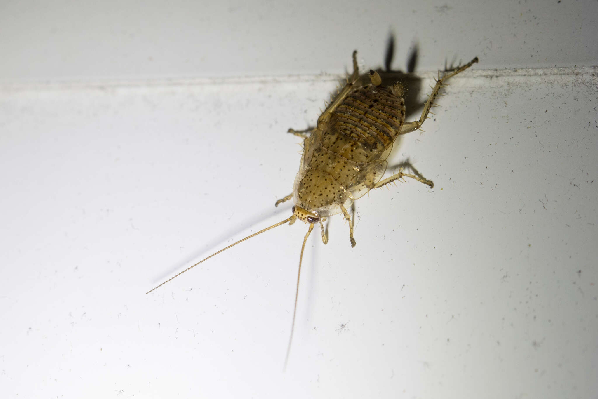 Image of tawny cockroach