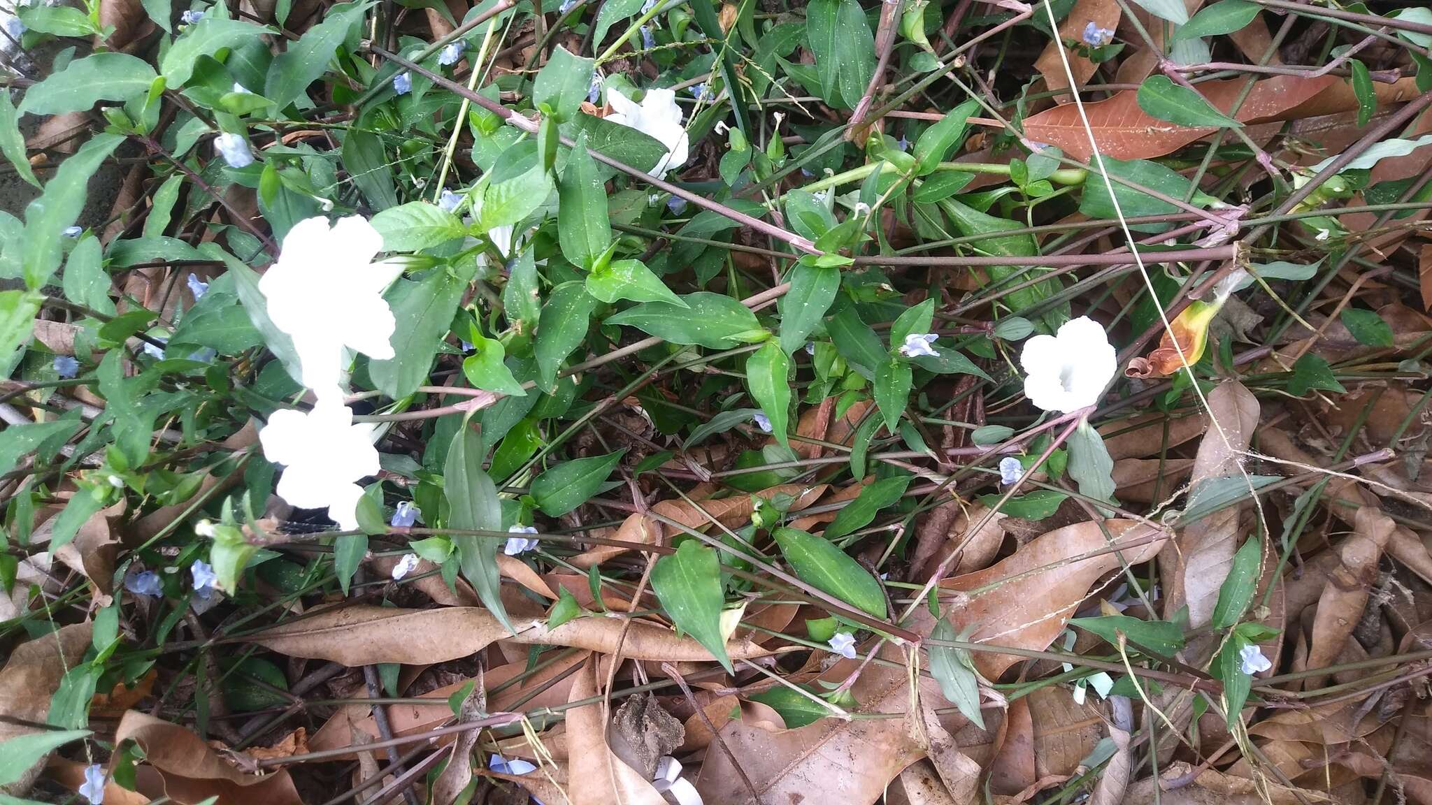 Sivun Ruellia foetida Humb. & Bonpl. ex Willd. kuva