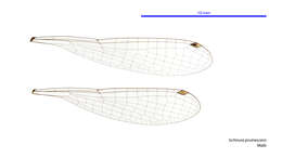 Ischnura pruinescens (Tillyard 1906) resmi