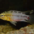 Image of Apistogramma hongsloi Kullander 1979