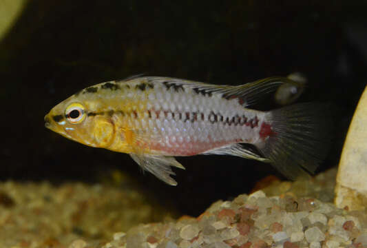 Image of Apistogramma hongsloi Kullander 1979