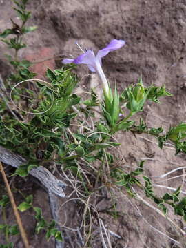 Imagem de Barleria pungens L. fil.