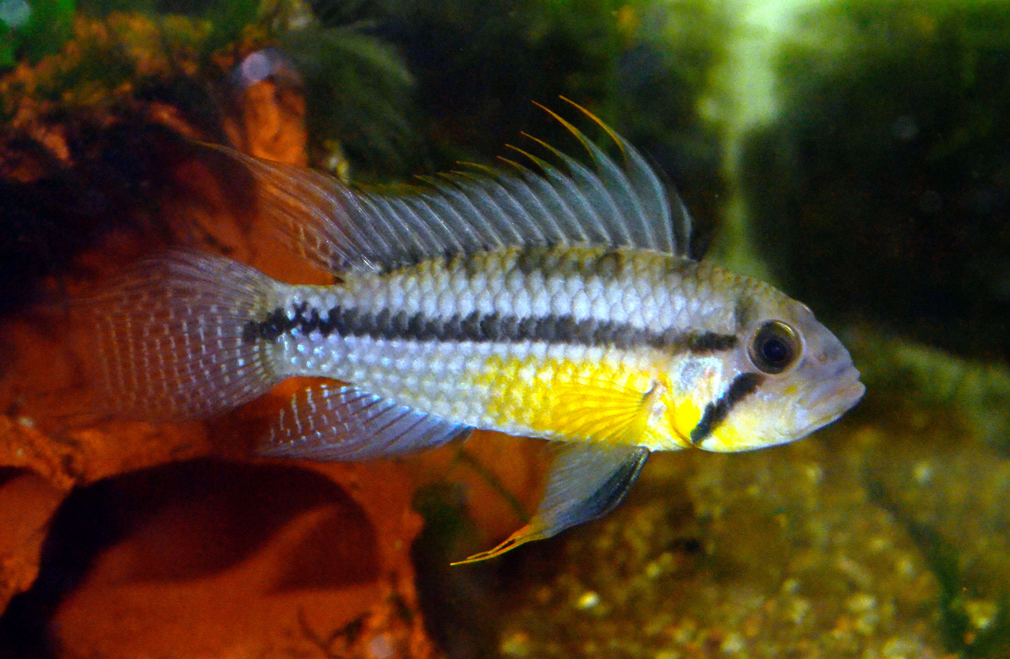 Image of Cockatoo Dwarf Cichlid