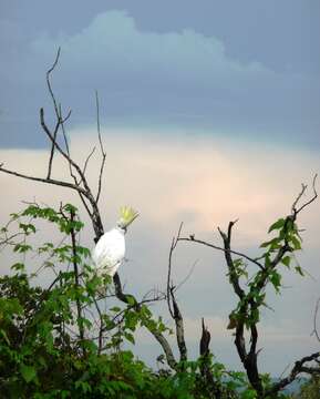 Image of Sulphur-crested Cockatoo