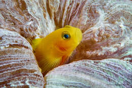 Image of Golden goby