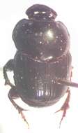 Image of Onthophagus batesi Howden & Cartwright 1963