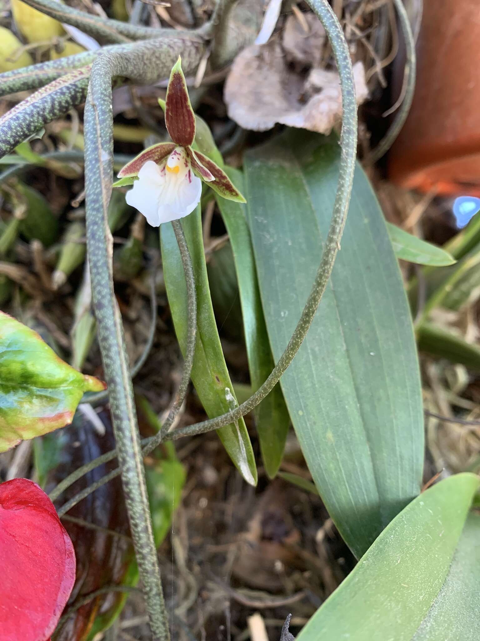 Image of Prosthechea ghiesbreghtiana (A. Rich. & Galeotti) W. E. Higgins