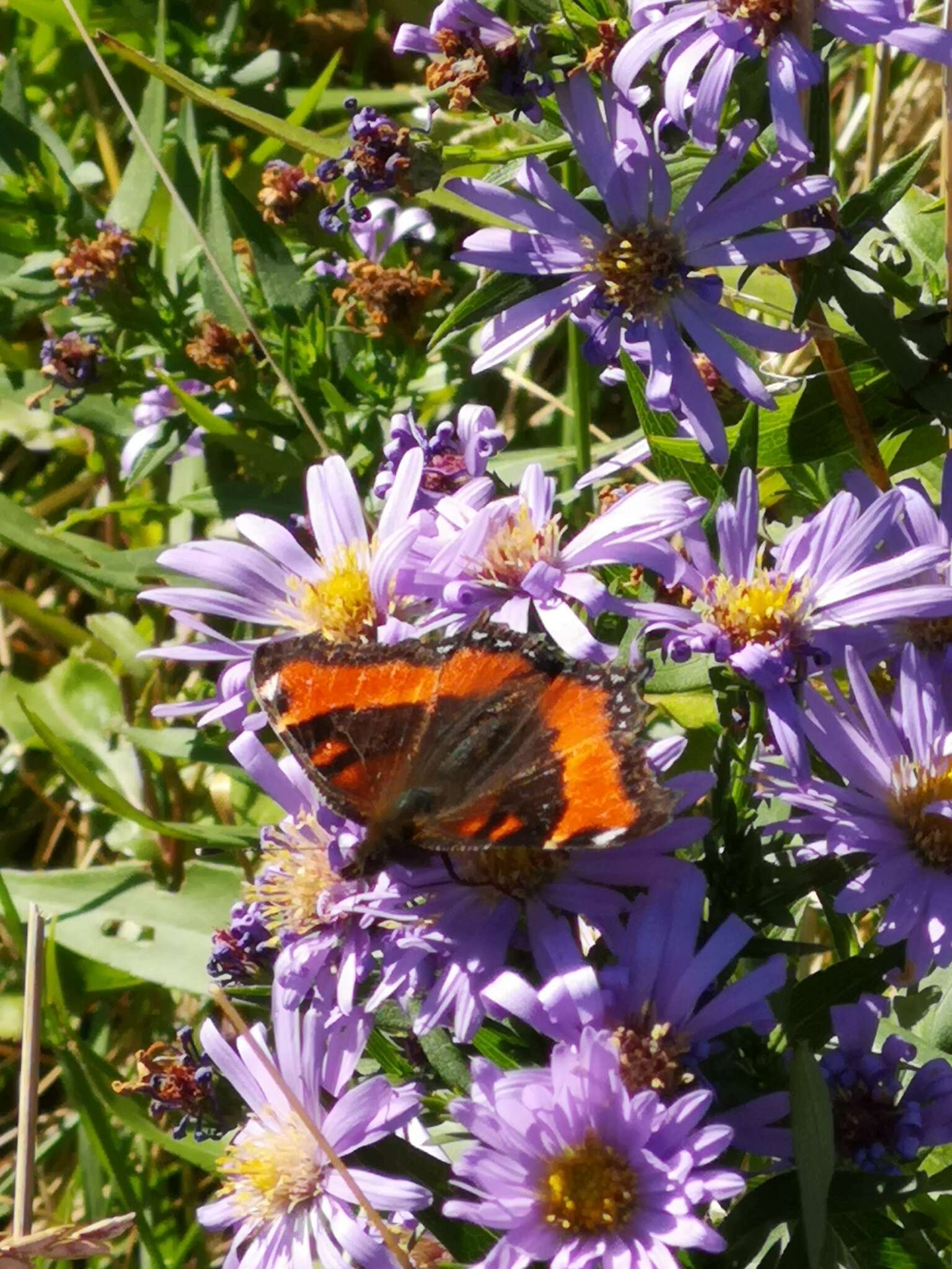 Image of Aglais milberti viola Dos Passos 1938