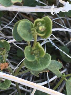 Image of wishbone-bush