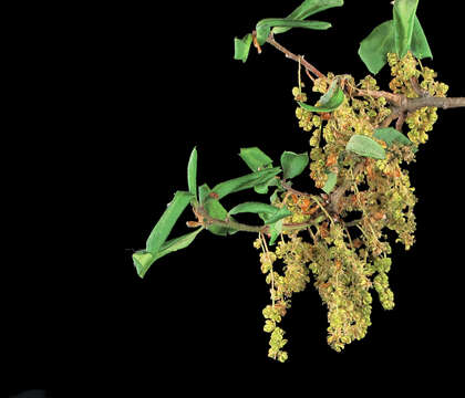 Image of Channel Island Scrub Oak