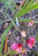 Image de Indigofera incana Thunb.