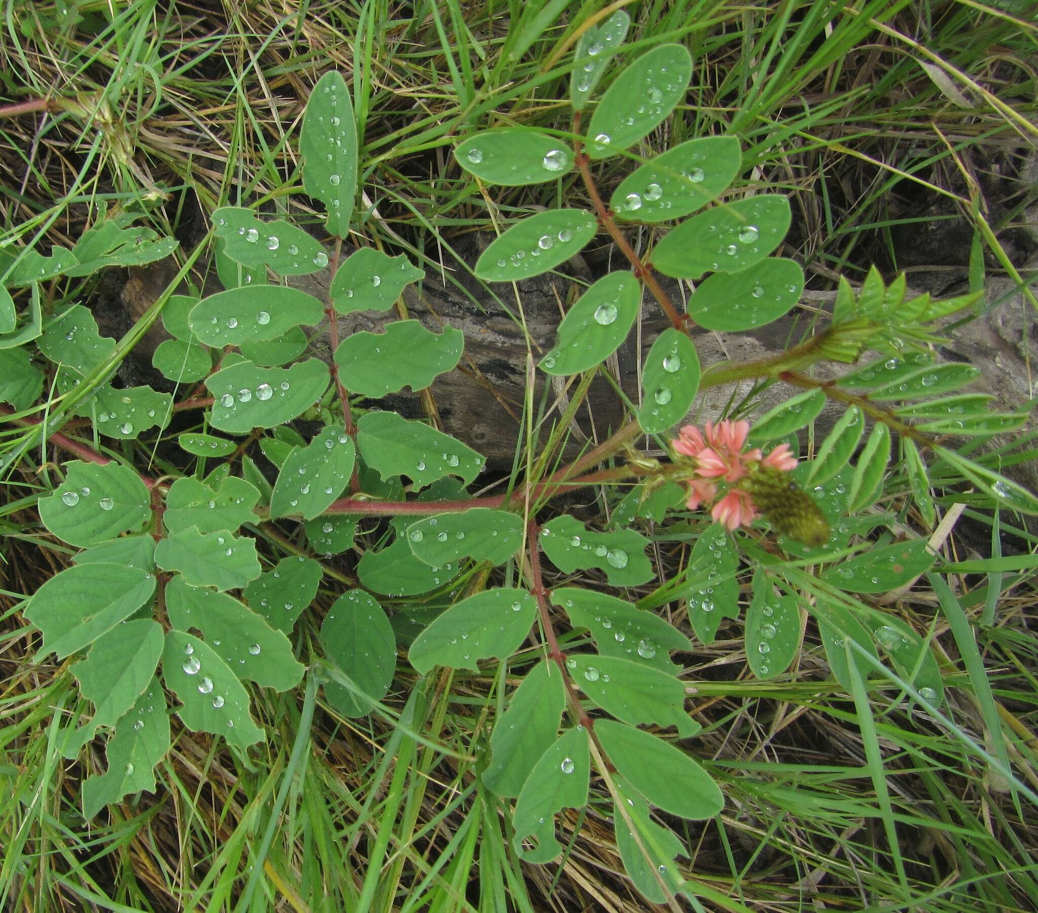 Indigofera astragalina DC.的圖片