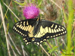 Image of Anise Swallowtail