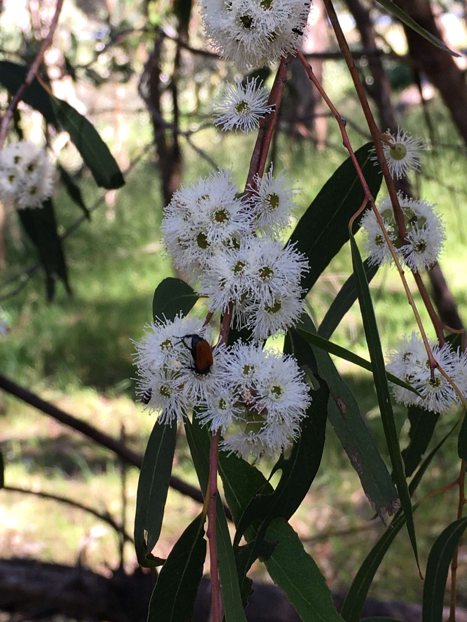 Eucalyptus radiata A. Cunn. ex DC. resmi