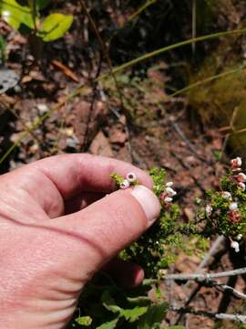 Image of Erica pubescens L.