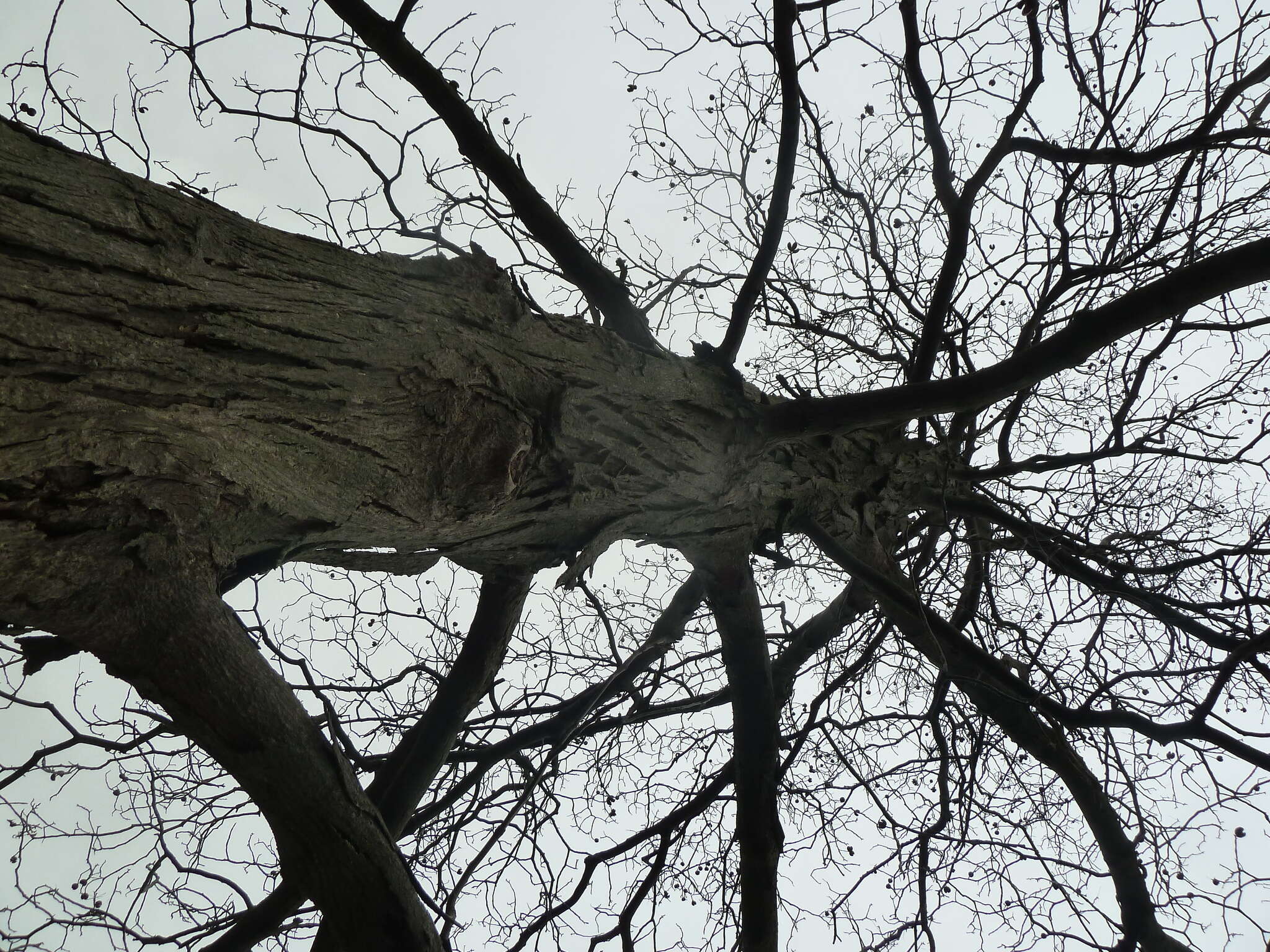 Image of shagbark hickory