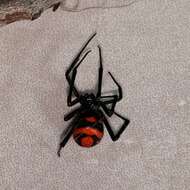 Plancia ëd Latrodectus corallinus Abalos 1980