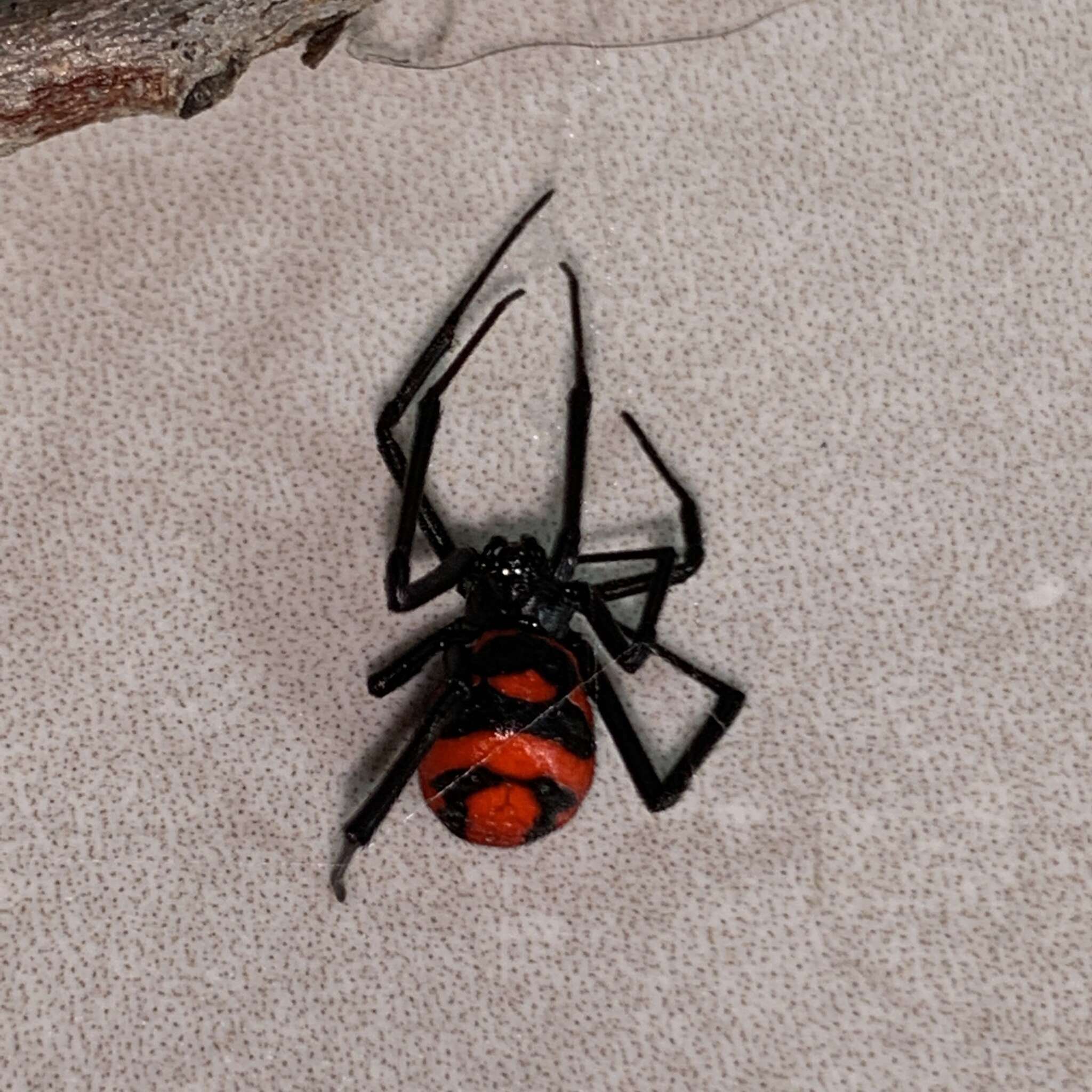 Plancia ëd Latrodectus corallinus Abalos 1980