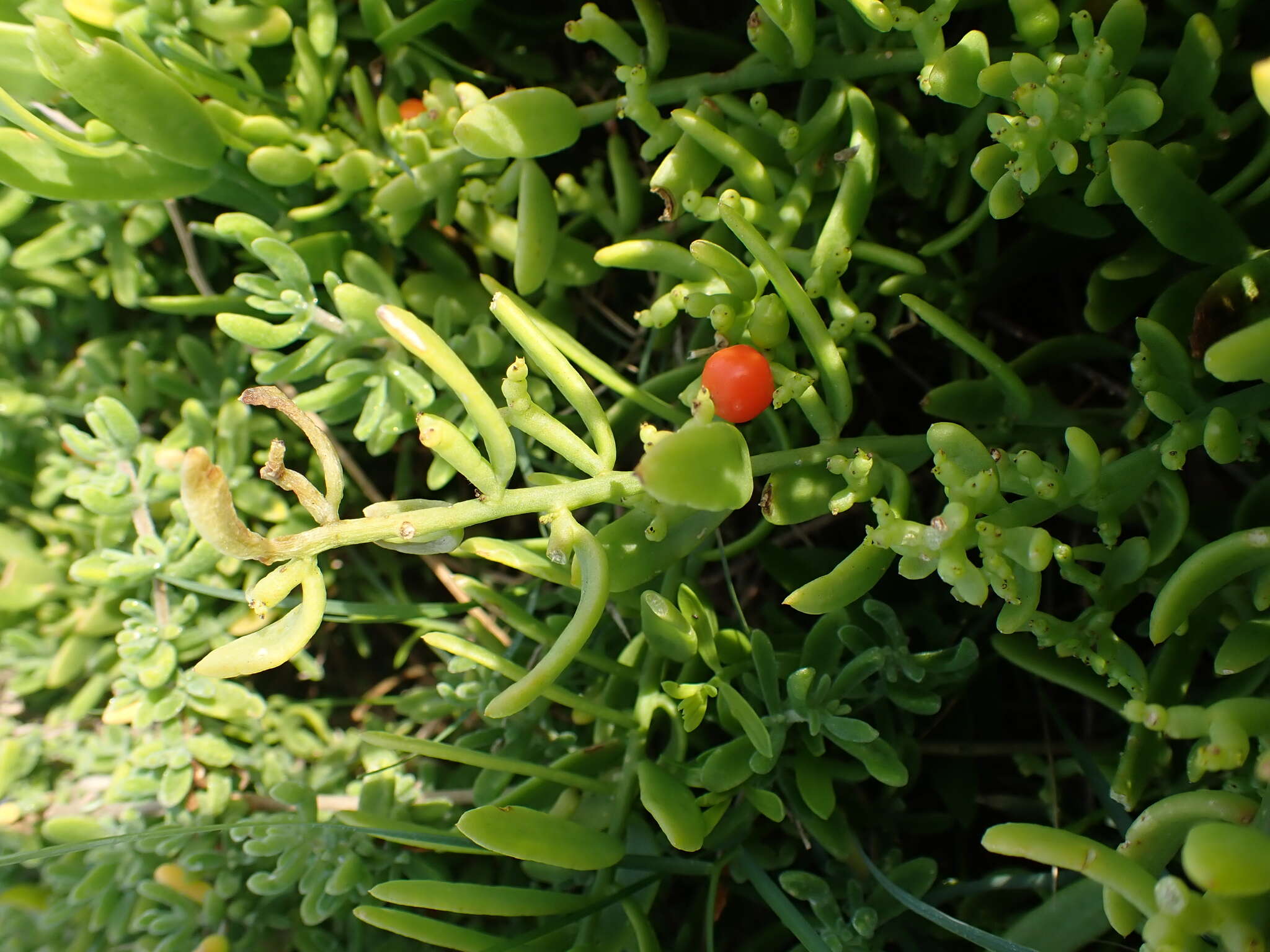 Image of Thesium triflorum Thunb. ex L. fil.