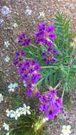 Image of Oxytropis bracteata Basil.