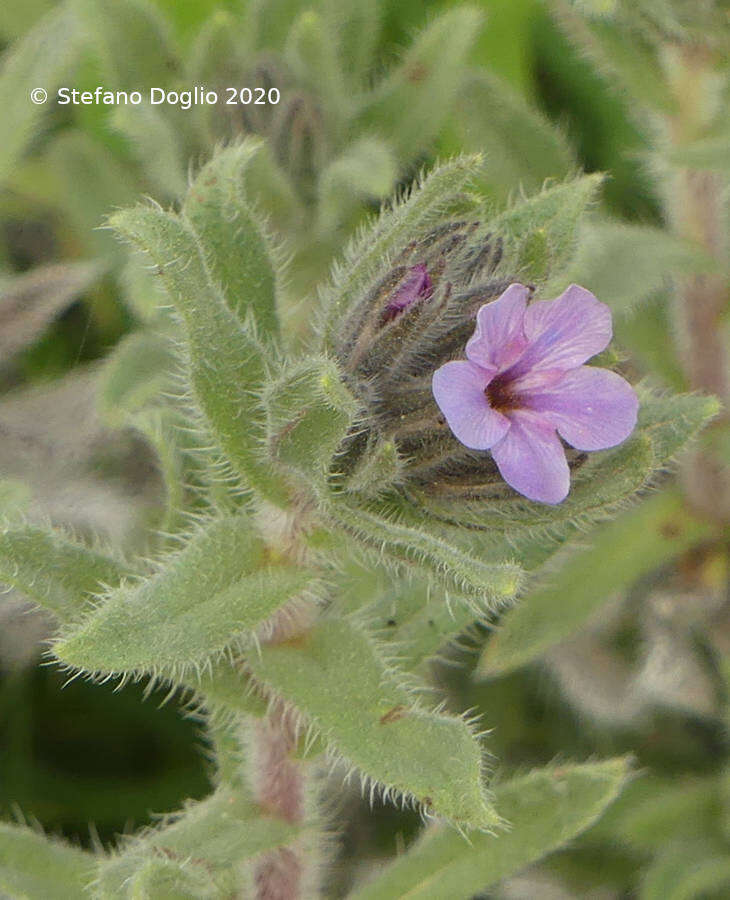 Image of strigose alkanet