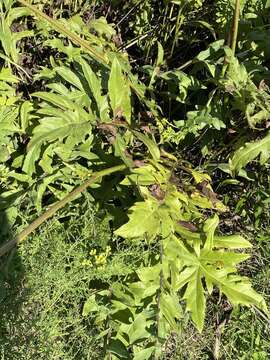 Image of tansy rosinweed