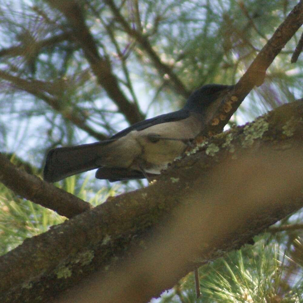 Image of Transvolcanic Jay