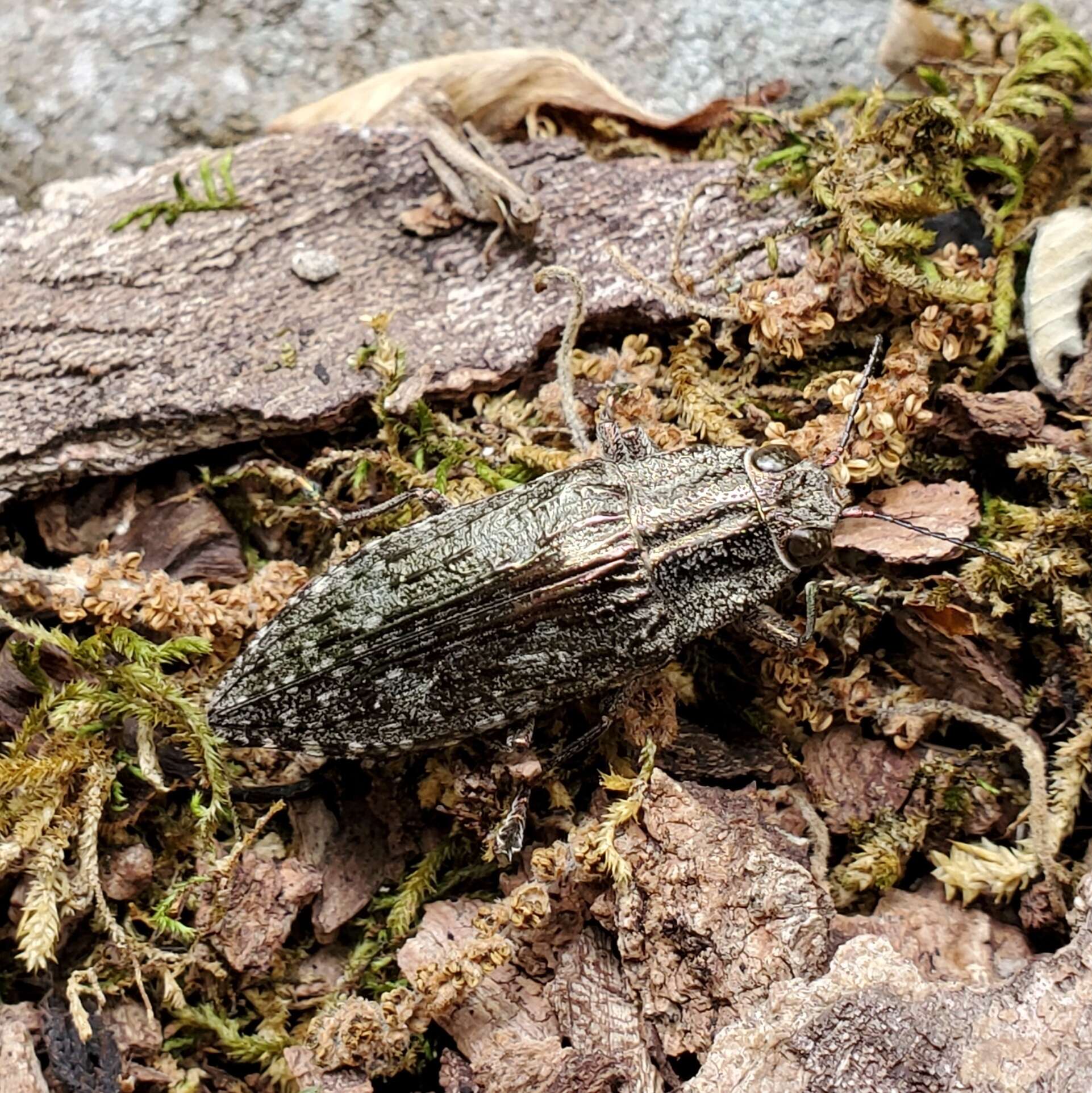 Image of Texania campestris (Say 1823)