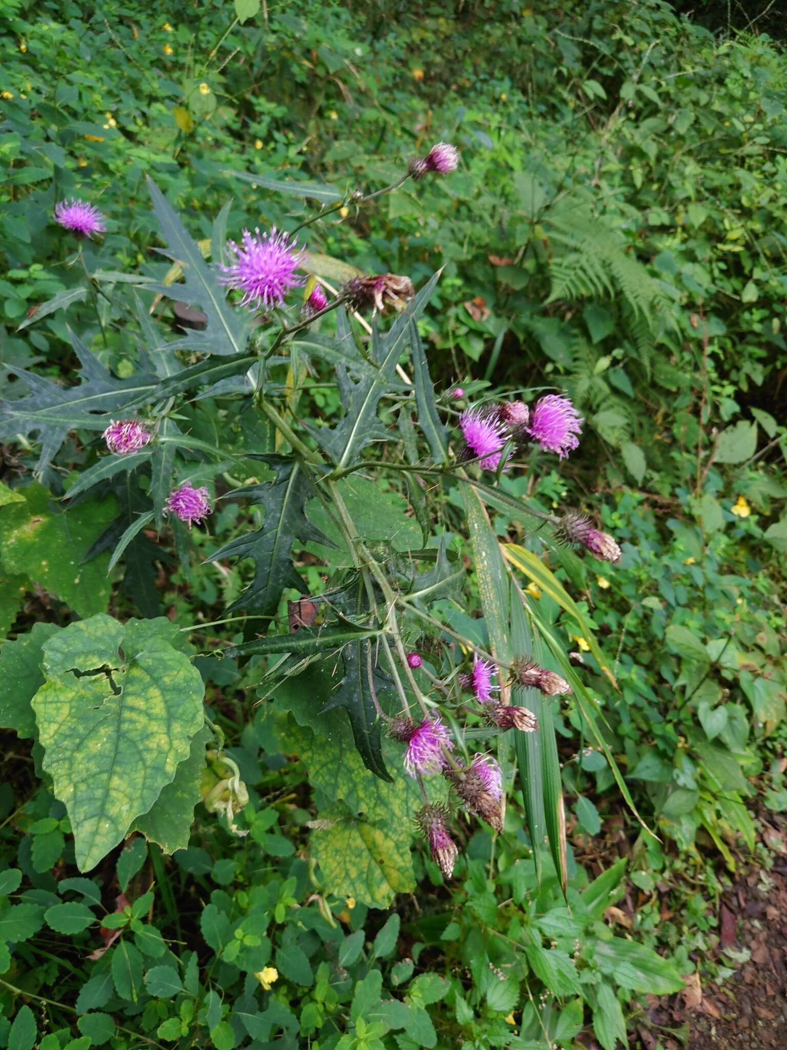 Image of Cirsium nipponicum var. incomptum (Maxim.) Y. Kadota