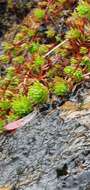 Image of Saxifraga hypnoides L.