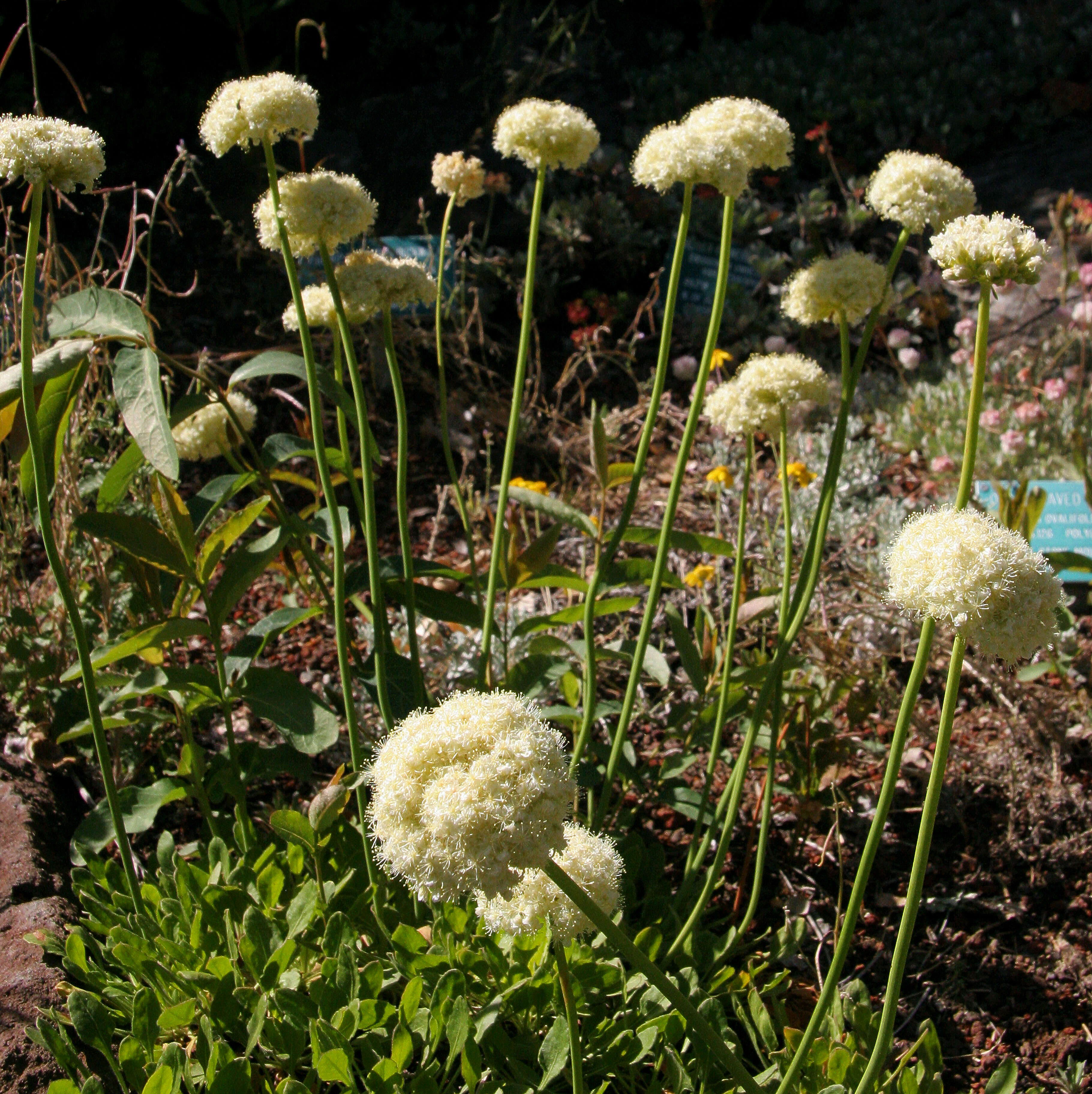 Слика од Eriogonum hirtellum Howell & Bacigal.