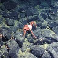 Image of deep-sea crab