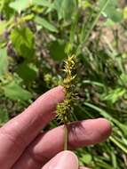 Image of Smooth-Sheath Sedge