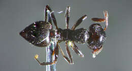 Image of Crematogaster laestrygon Emery 1869