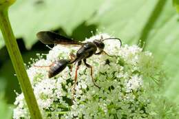 Image of Brown-legged Grass-carrier