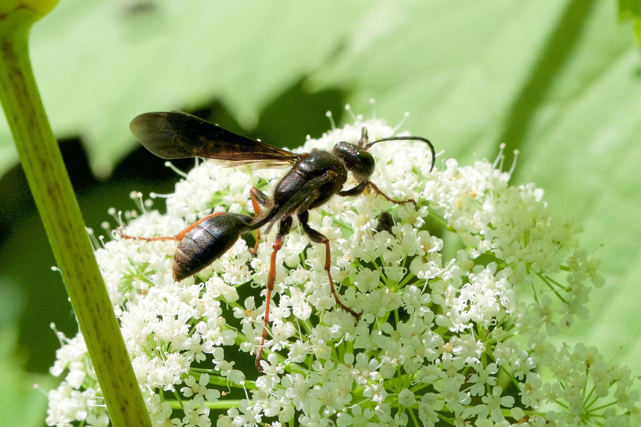 Imagem de Isodontia auripes (Fernald 1906)