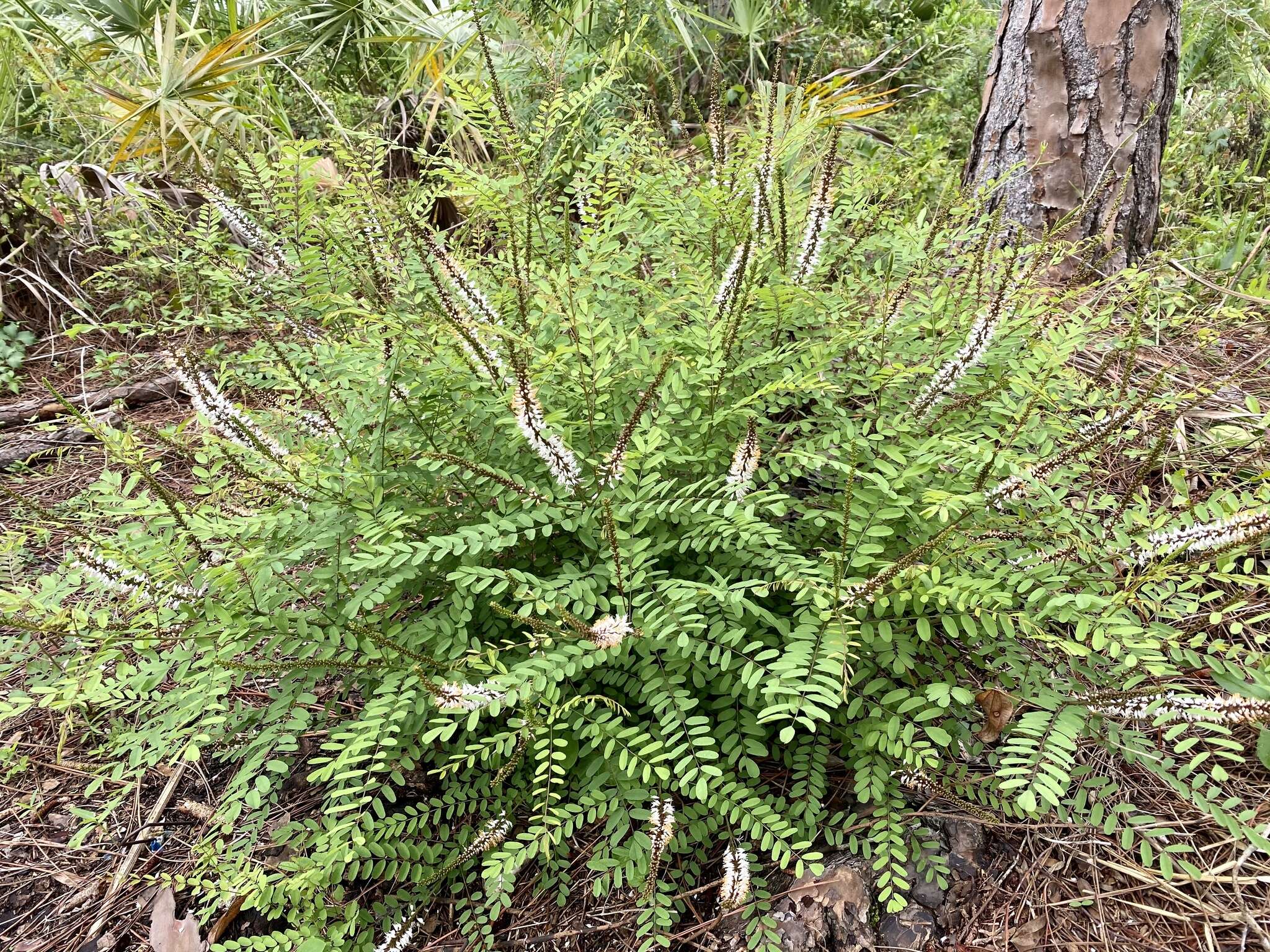 Image of clusterspike false indigo