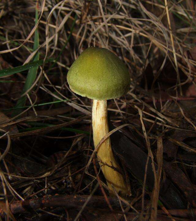 Sivun Cortinarius austrovenetus Cleland 1928 kuva