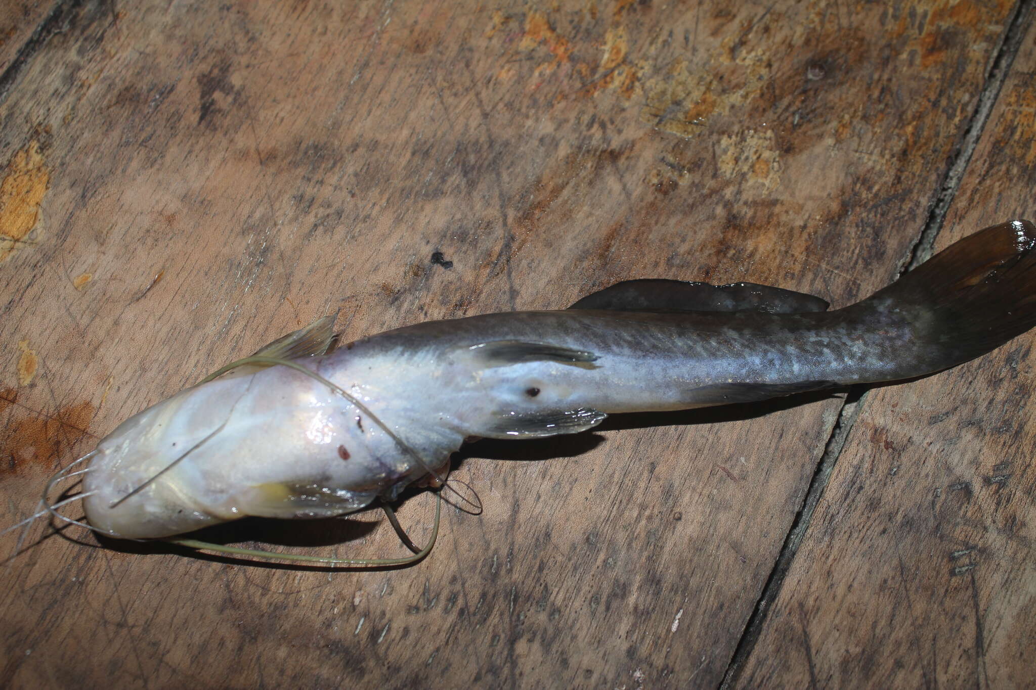 Image of Catfish