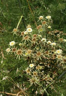 Sivun Pallenis spinosa subsp. aurea (Willk.) Nym. kuva