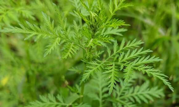 Image of sweet sagewort