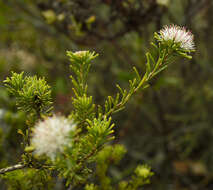 Image of Agathosma gonaquensis Eckl. & Zeyh.