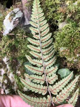 Image of Athyrium leiopodum (Hayata) Tag.