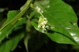 Image of Dalechampia heterobractea Armbr.