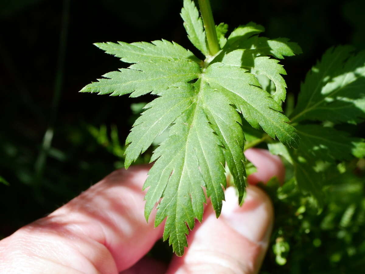 Image of big-leaf yarrow