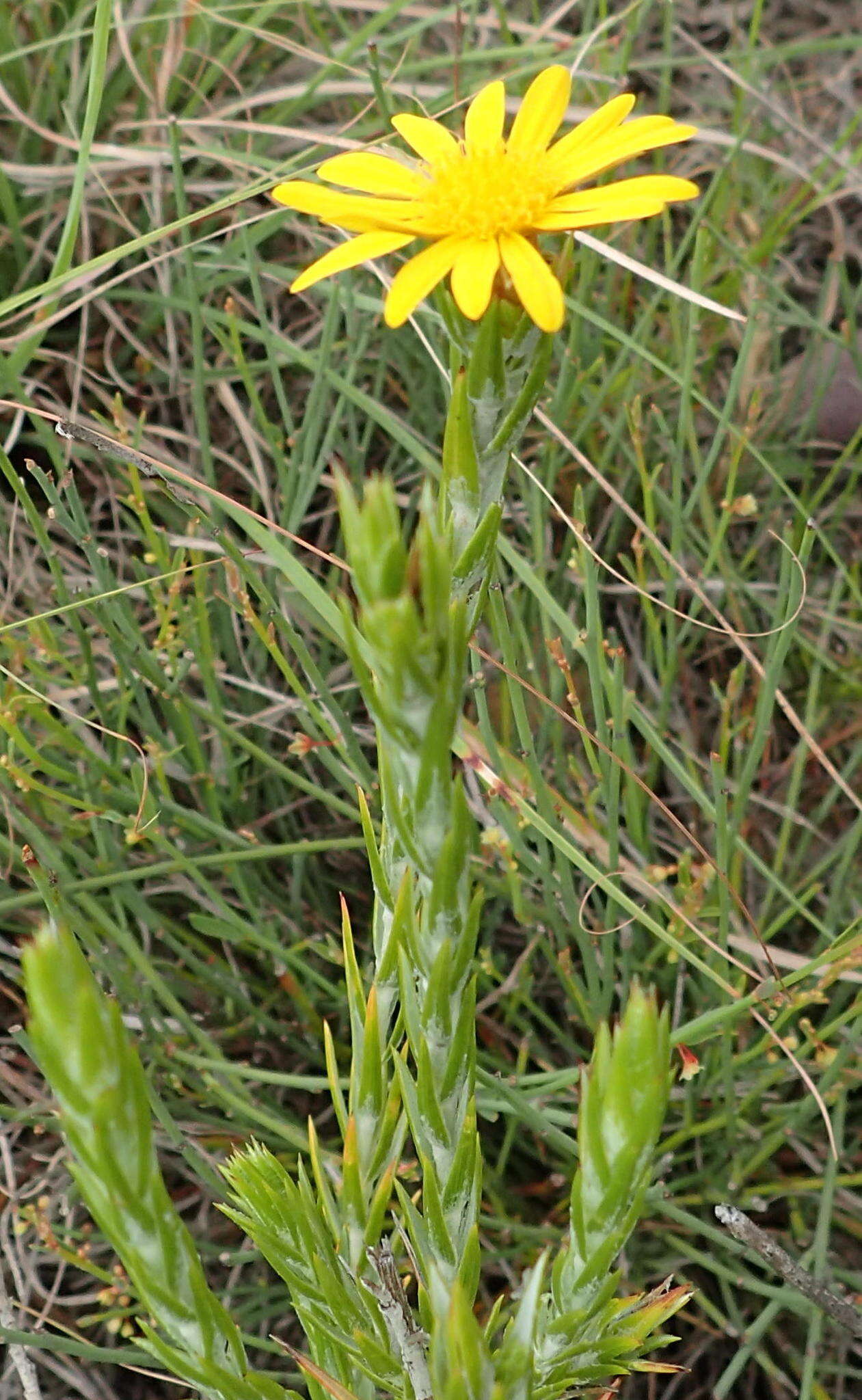 Image of Oedera pungens subsp. pungens