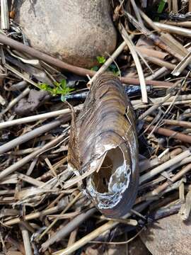 Anodonta anatina (Linnaeus 1758)的圖片