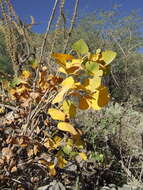 Sivun Erythrina flabelliformis Kearney kuva