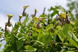 Image de Aristolochia argentina Griseb.